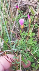 Oxalis engleriana