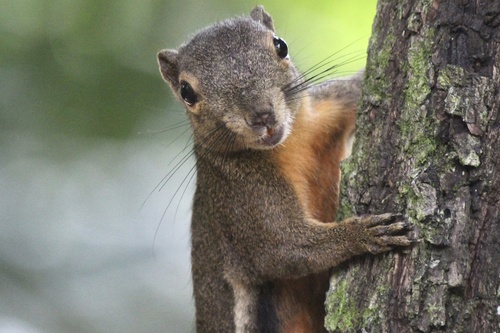 Plantain Squirrel, Singapore Botanic Gardens, Singapore, SG, SG, photo 7 of 10