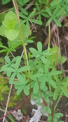 Oxalis engleriana