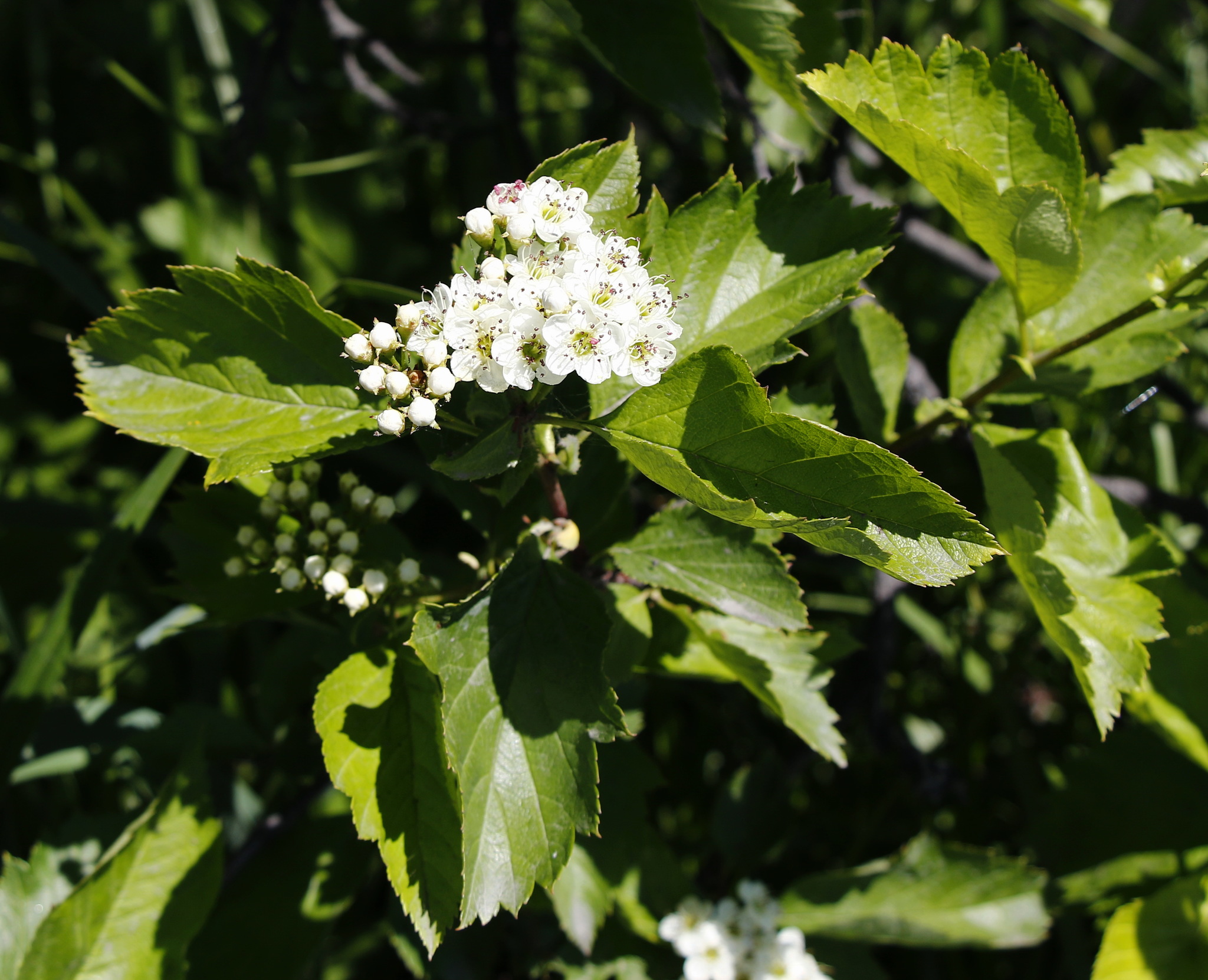 Crataegus chlorosarca