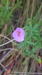 Oxalis engleriana
