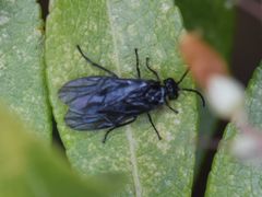 Phymatocera aterrima