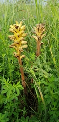 Orobanche lutea