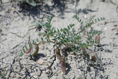 Astragalus guttatus