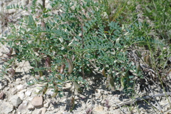 Astragalus guttatus