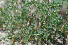 Astragalus guttatus