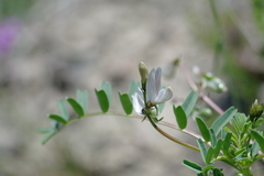 Astragalus guttatus