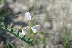 Astragalus guttatus