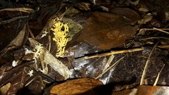 Phaeoclavulina flaccida