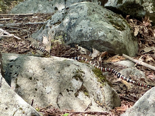 iNaturalist observation photo of California Mountain Kingsnake