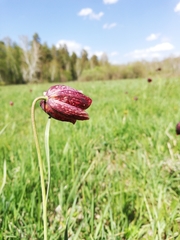 Fritillaria meleagroides
