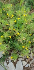 Ajuga chamaepitys chia