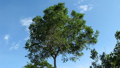 Chaetocarpus myrsinites