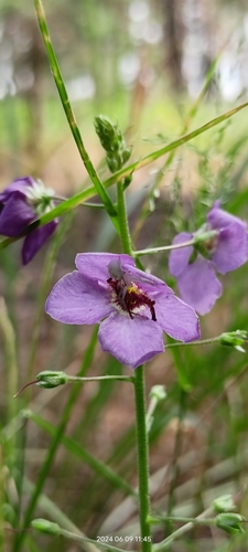 Purple mullein (Verbascum phoeniceum)