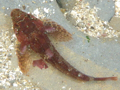 Oligocottus rubellio