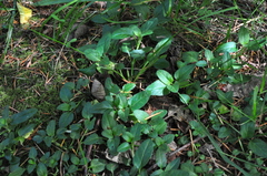 Prunella vulgaris vulgaris