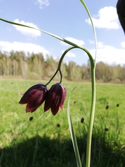 Fritillaria meleagroides
