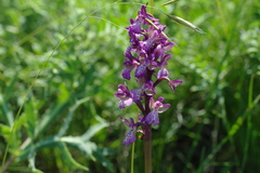 Anacamptis morio caucasica