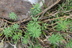 Linum monogynum monogynum