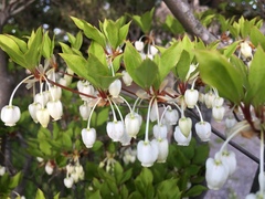 Enkianthus perulatus