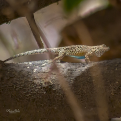 Tropical Tree Lizard photo 3