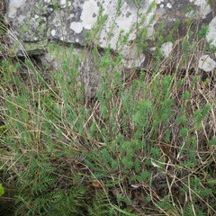 Linum monogynum monogynum