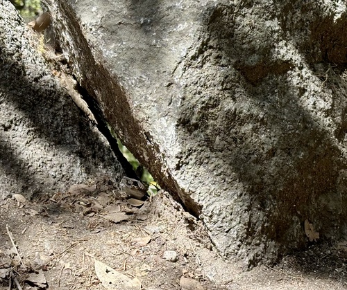 iNaturalist observation photo of Western Rattlesnake