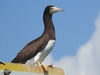 Atlantic Brown Booby - Photo (c) JeffreyGammon, some rights reserved (CC BY-NC), uploaded by JeffreyGammon