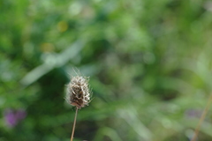 Alopecurus vaginatus