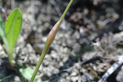 Alopecurus vaginatus
