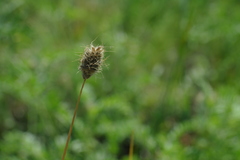 Alopecurus vaginatus