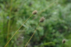 Alopecurus vaginatus