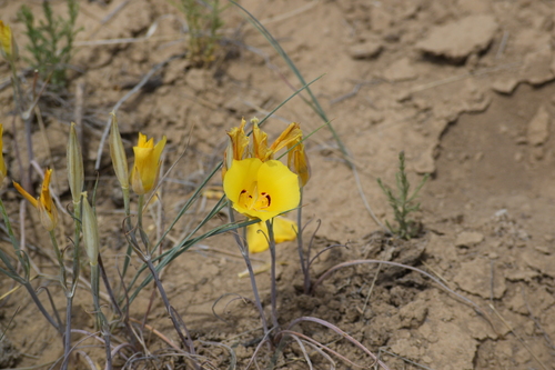 Image of Calochortus aureus by (c) William Harmon, some rights reserved (CC BY)