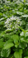 Allium ursinum