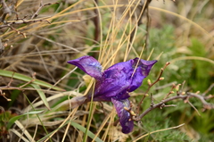 Iris tigridia