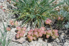 Astragalus suprapilosus