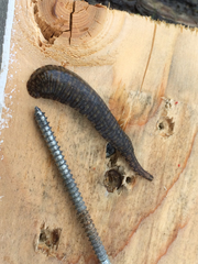 Glossiphoniidae