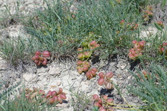 Astragalus suprapilosus