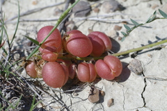 Astragalus suprapilosus