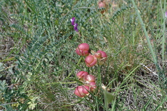 Astragalus suprapilosus