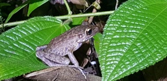 Pulchrana baramica