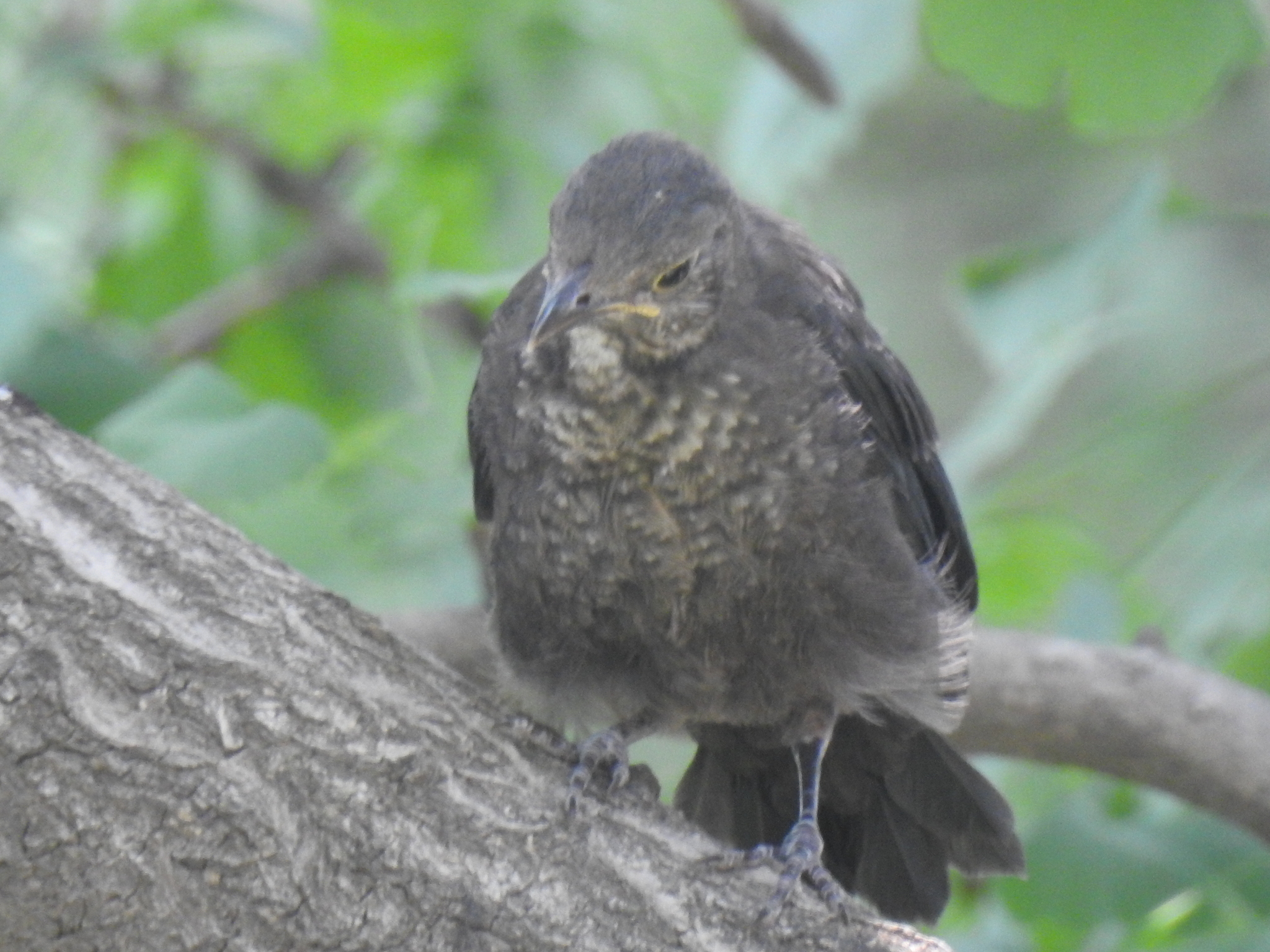 Chinese Blackbird