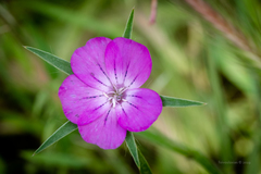 Agrostemma githago