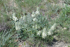 Hedysarum candidum