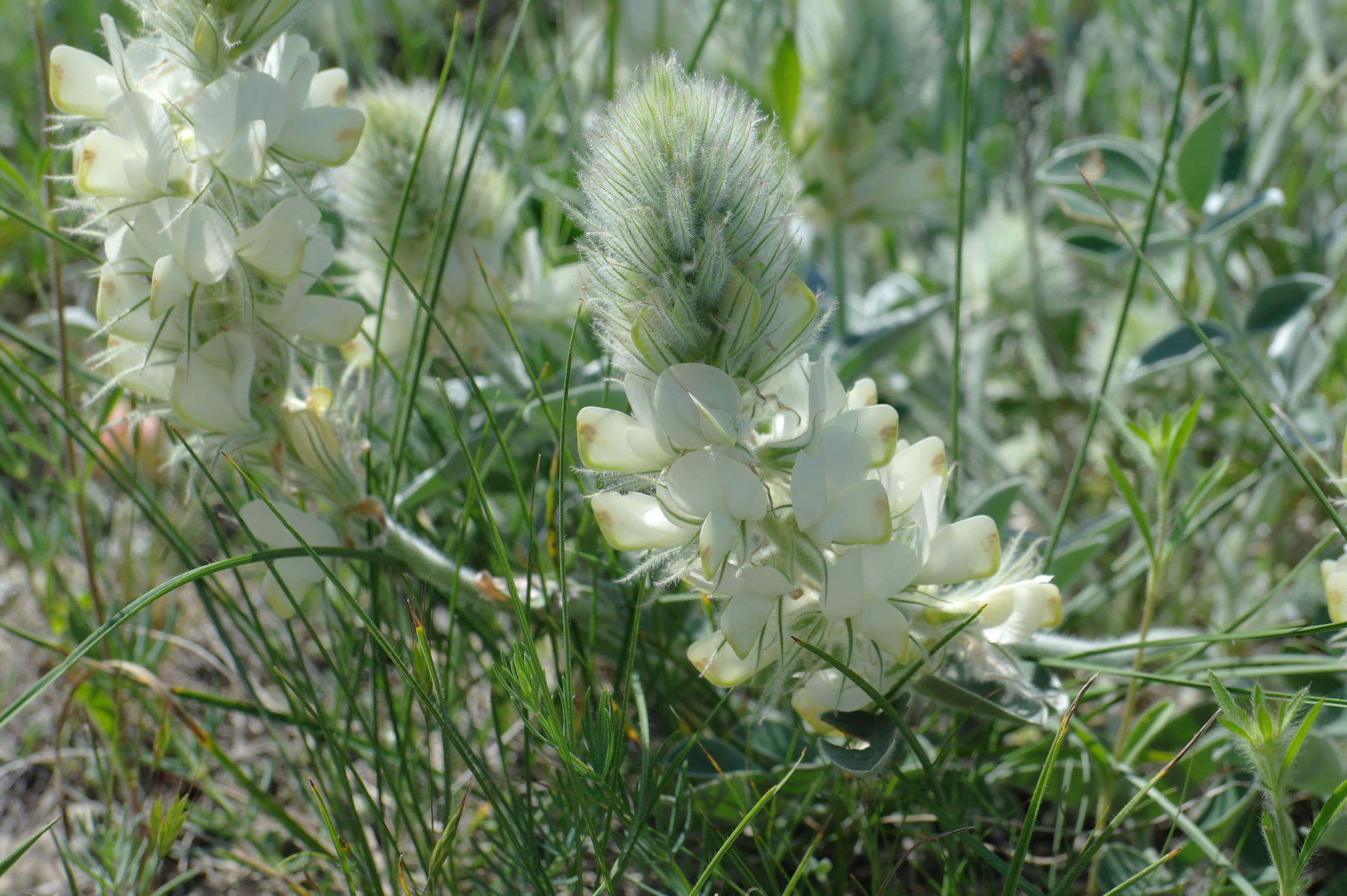 Hedysarum candidum