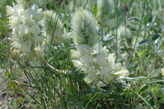 Hedysarum candidum