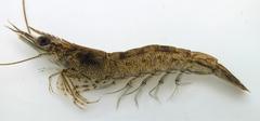 Penaeus