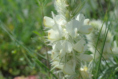 Hedysarum candidum