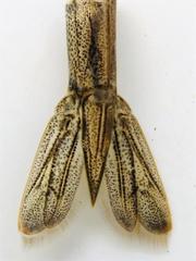 Penaeus
