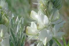 Hedysarum candidum